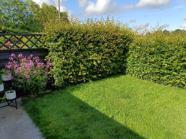 Hækklipning og bortskaffelse af afklip