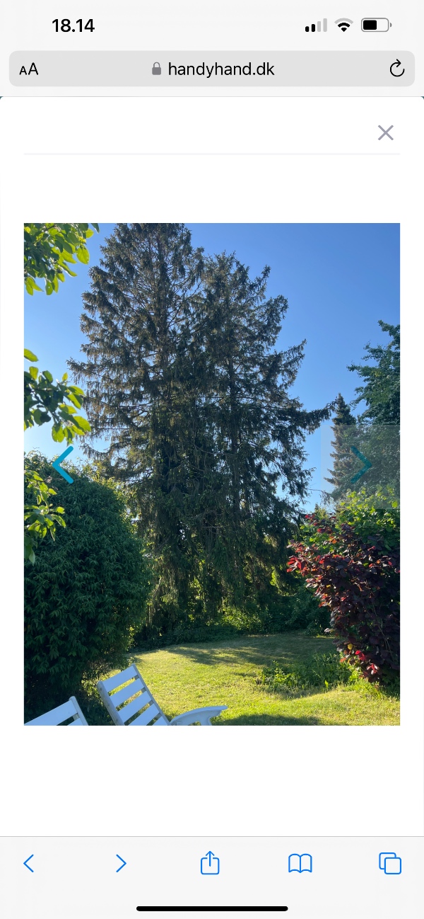 Træfældning af 5 træer