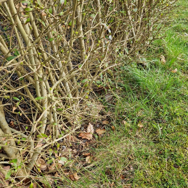 Fjernelse af ukrudt ved hæk