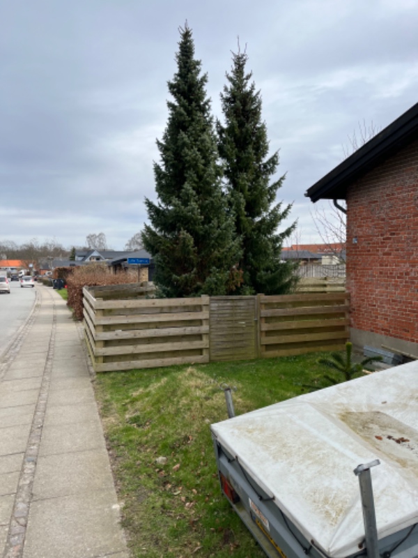 Fældning af grantræer