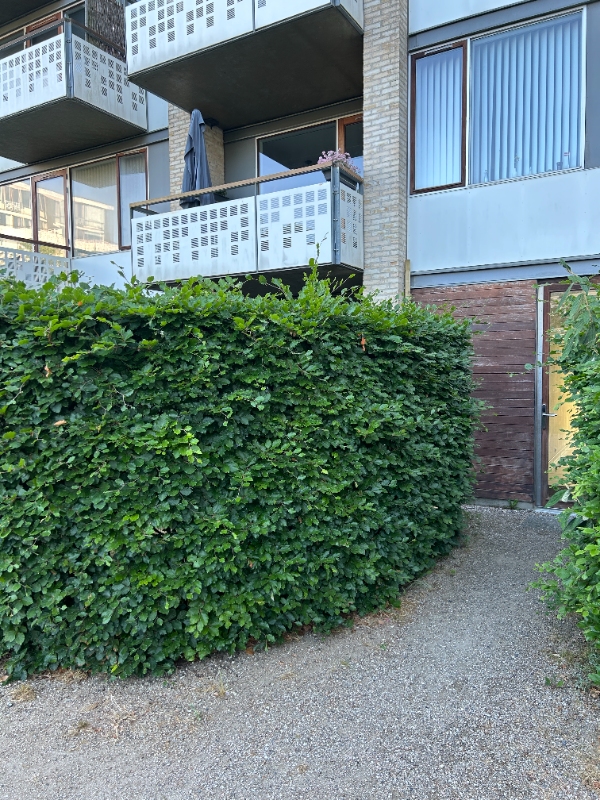 Hækklipning af bøgehæk