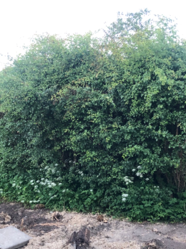 Hækklipning og bortskaffelse