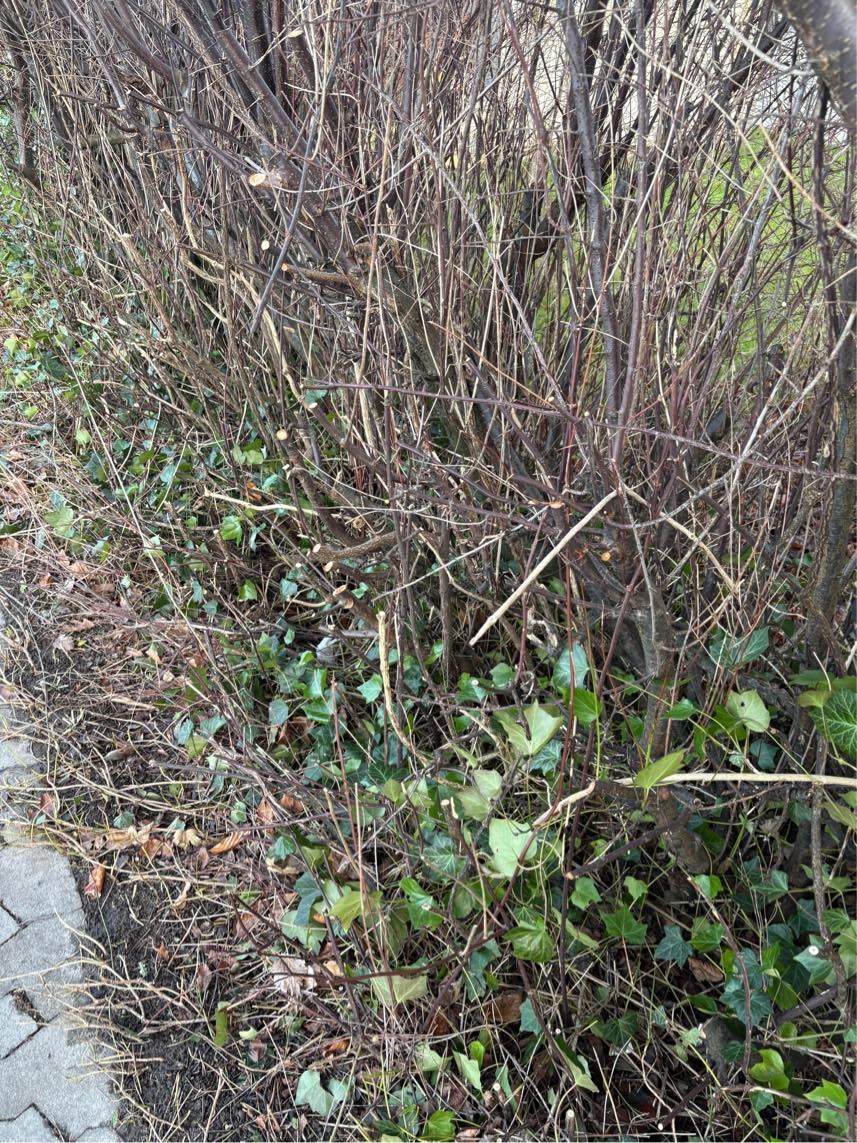 Opsætning af nemt hegn