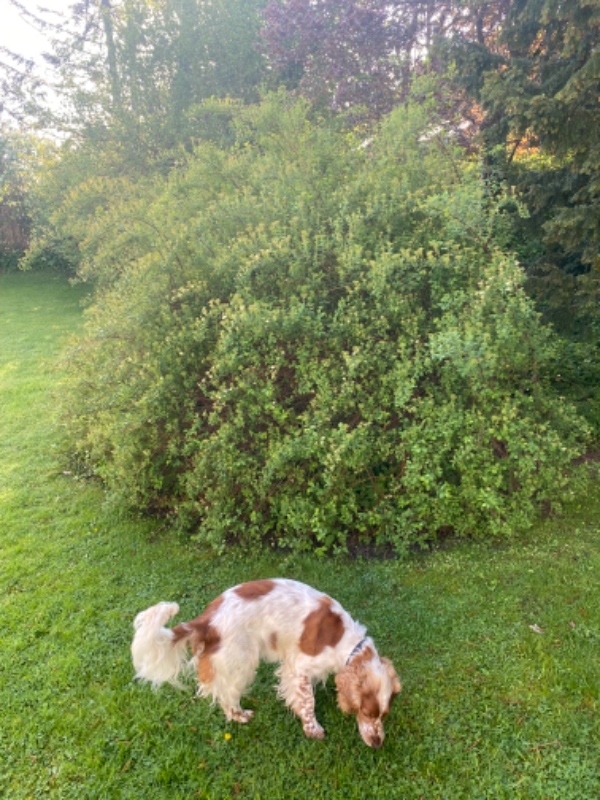 Hække- og buskbeskæring