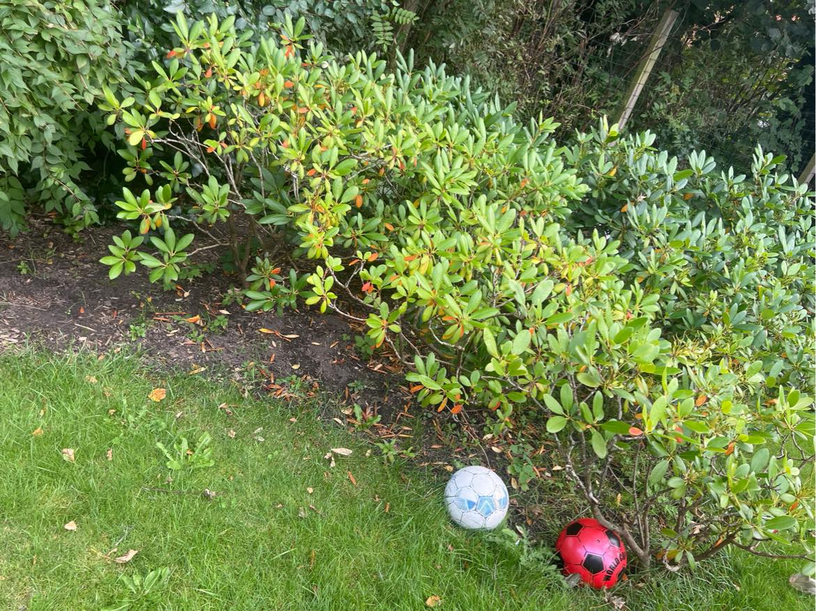 Havearbejde, fjerne ukrudt