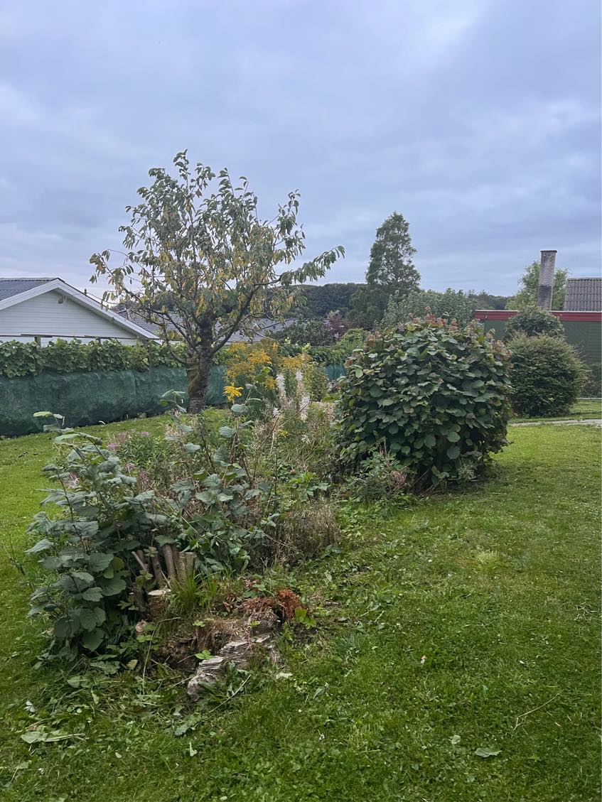 Fjernelse af tre buske