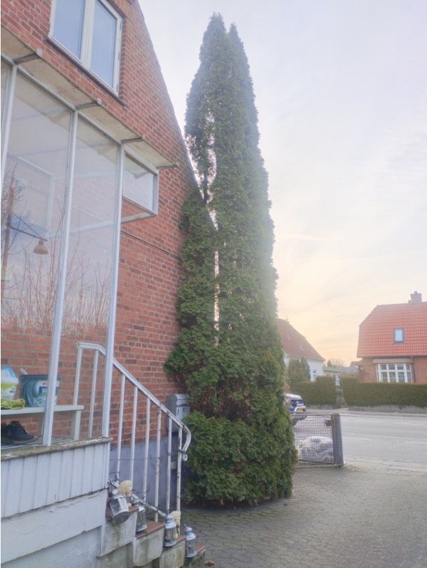 Fældning og stubfræsning af træer