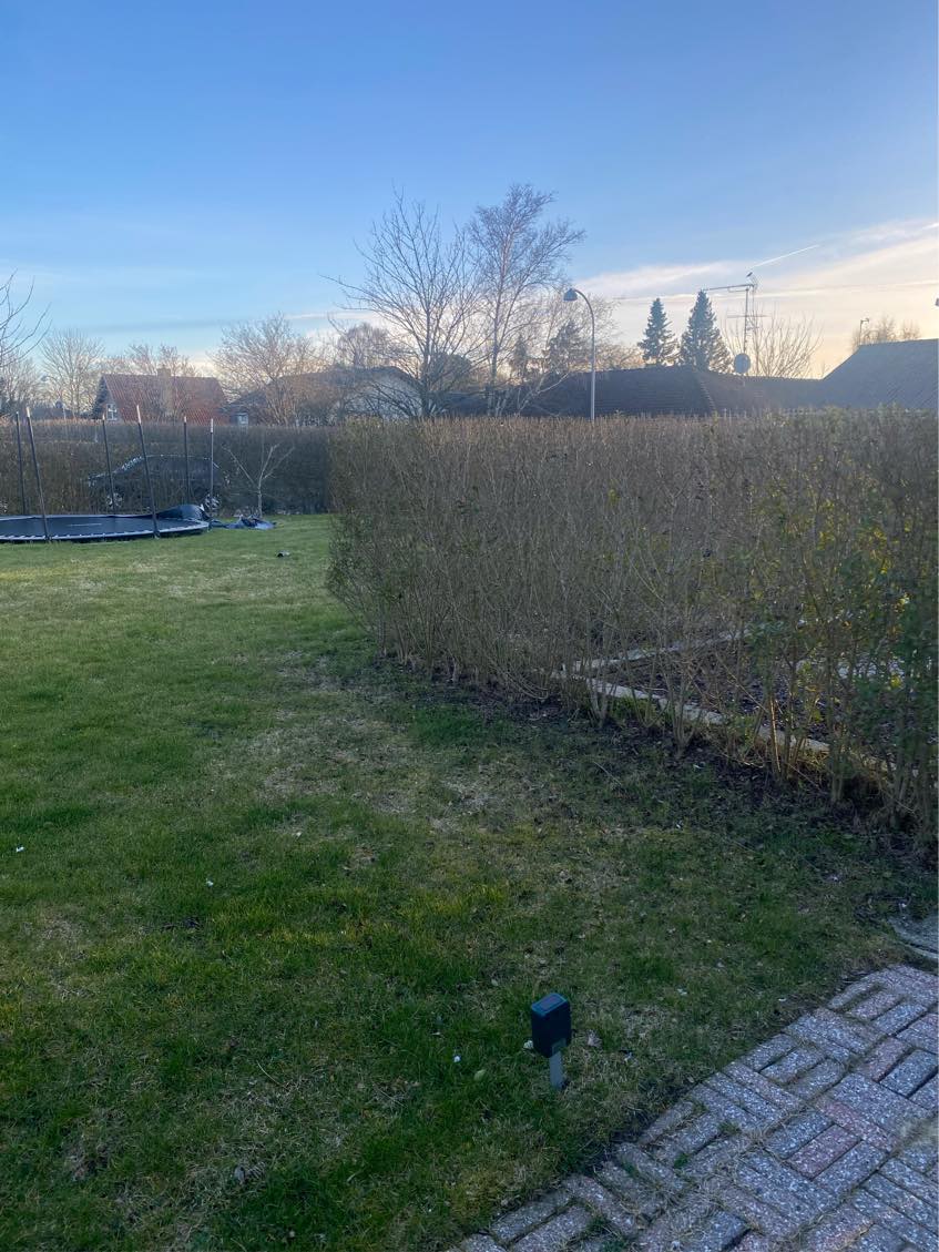 Vertikalskære/fjerne mos på græsplanen + fjerne gran-busk