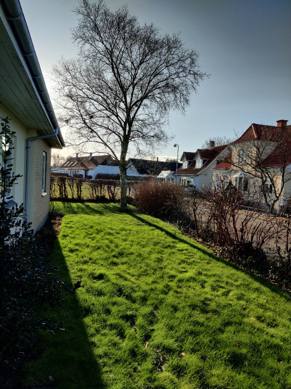 Fældet et birketræ