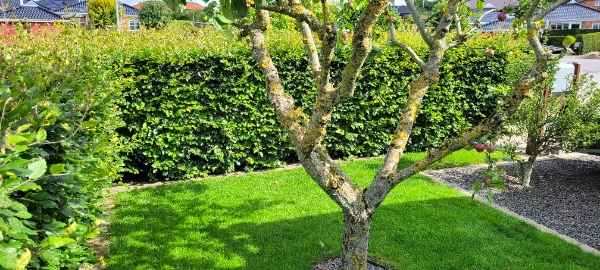 Klipning af bøgehæk