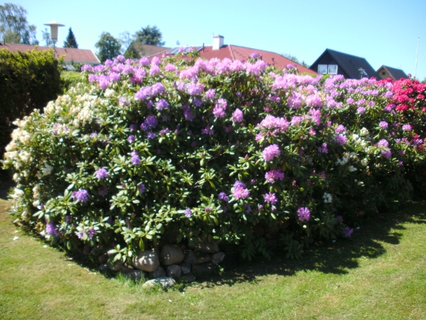 studsning af mindre buske samt udtynding af rhododendrod bed