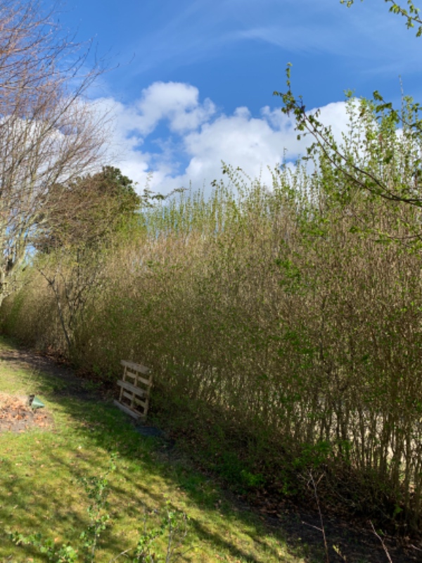 Hækklipning til 1,8 meter