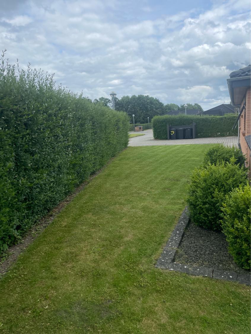 Klipning af ligusterhæk