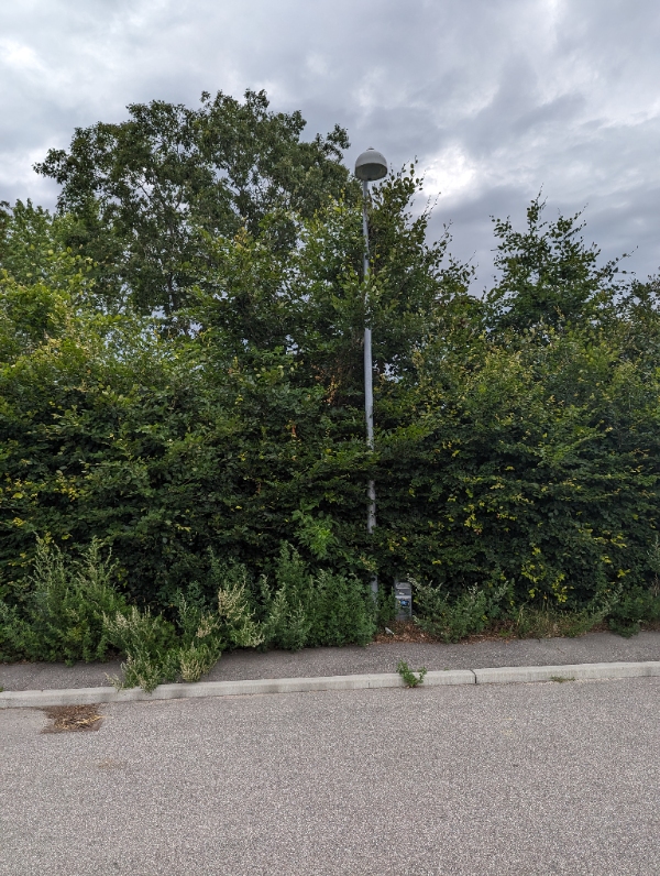 Klippe hæk langt ind