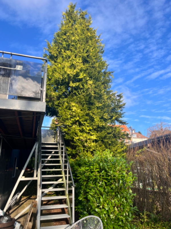 Fældning af grantræ