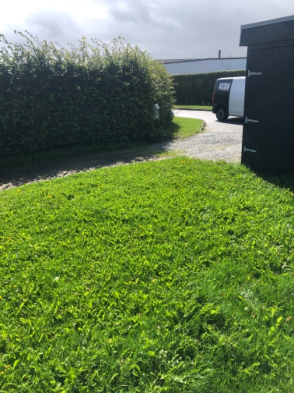 Græs, hæk, ukrudt, fliser.