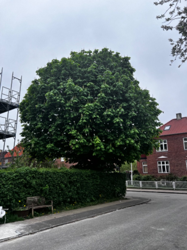 Fældning og rodfræsning af træ