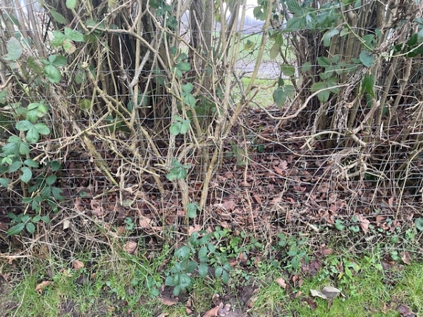 beskæring af nøddehegn