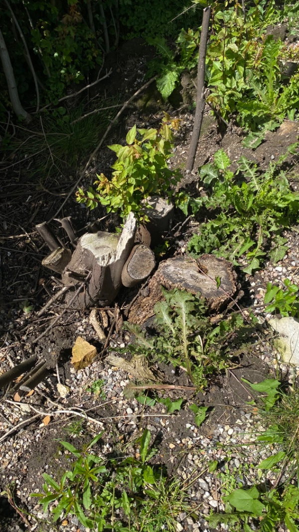 Gravearbejde for 10-15 stumper