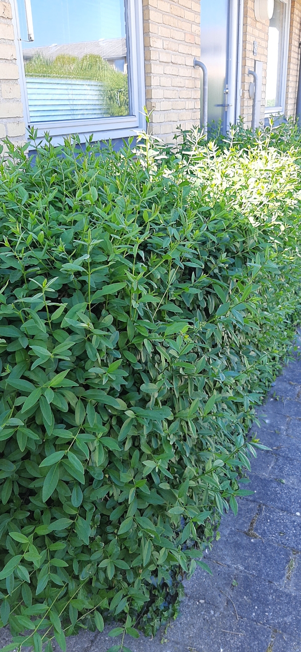 Klippet en hæk 4-5 meter ikke høj. Klippet noget bundplacering Ca 5 m