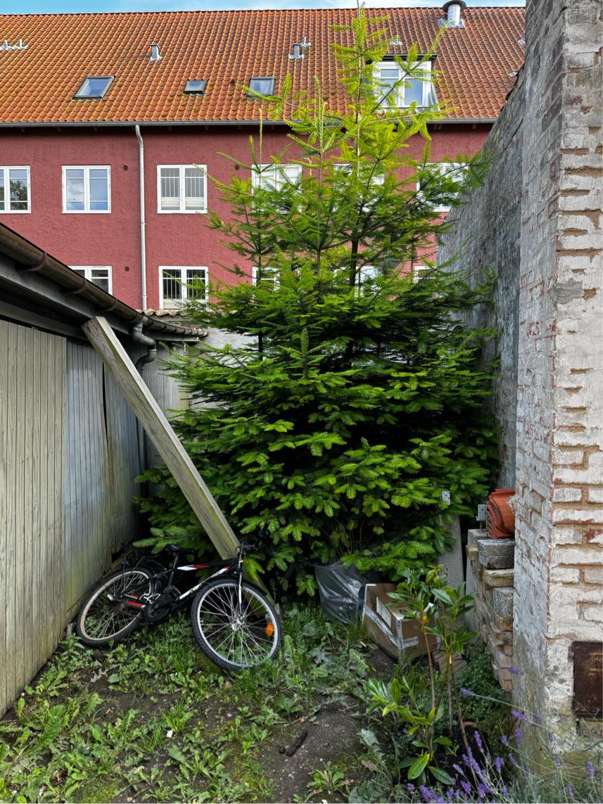 Rive skur/ garage ned og fjerne 2 træer
