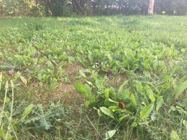 20m hæk er ikke klippet i 3 år. Dertil savnes løbende ukrudtsbekæmpelse i have og indkørsel.