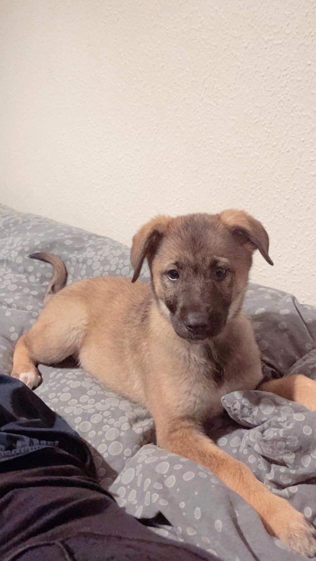 Hjælp til pasning af hundehvalp