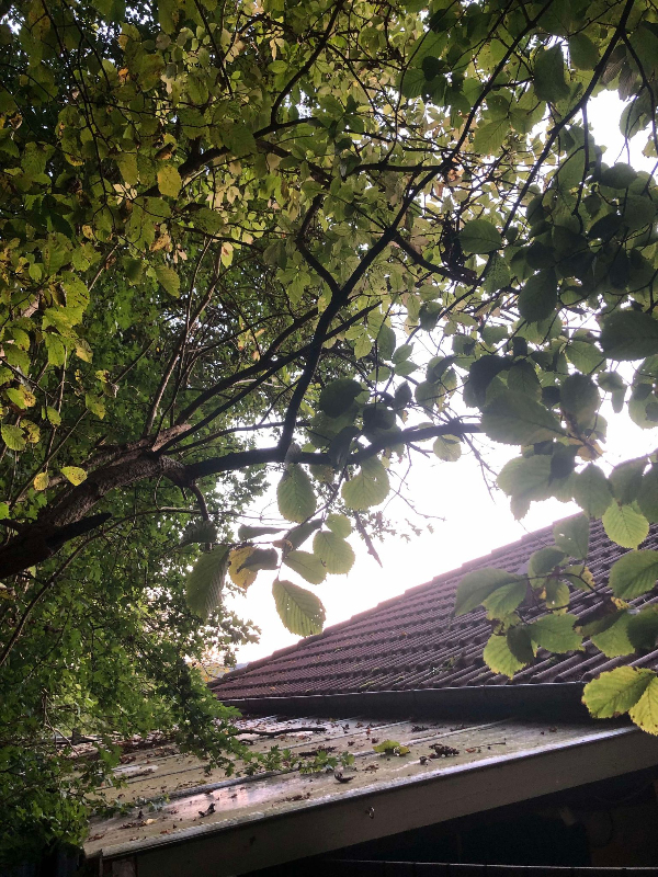 Save 2 store grene af 5-6m højt træ