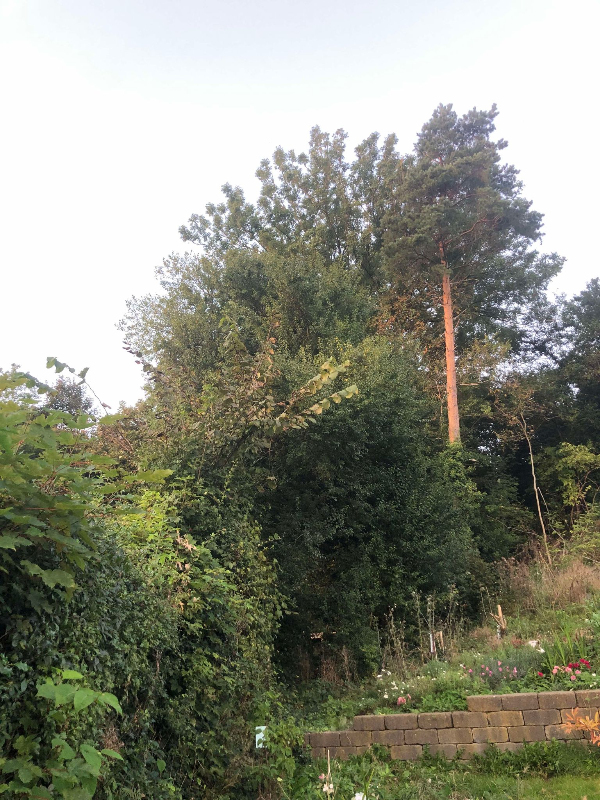 Save 2 store grene af 5-6m højt træ