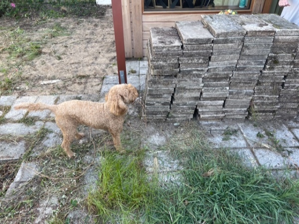 Fjernelse og bortkørsel af fliser