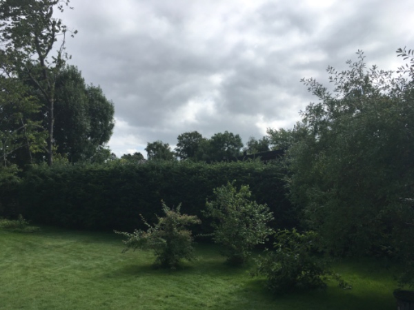 Klipning af Gran hæk