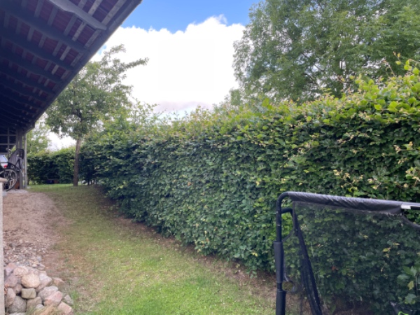 Klipning af bøgehæk