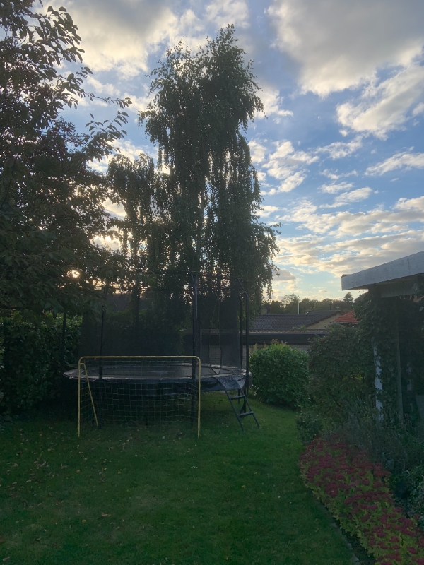 Beskæring af to træer