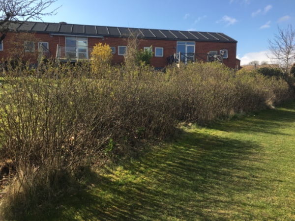 Beskæring af hybenroser