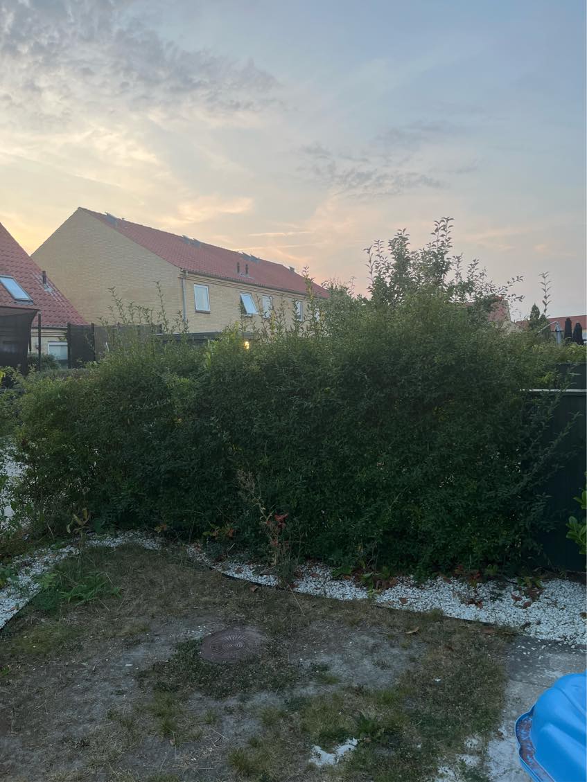 Klipning af hæk på begge sider og bortkørsel af affald. Ca. 40m2