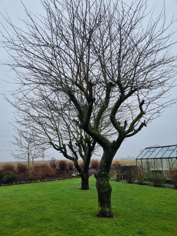 Beskæring af 2 belle boskoop æbletræer, de er fritstående, og det er kun selve beskæringen, rydder selv op