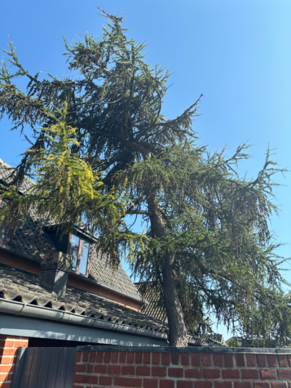 Fældning af træ samt stub fræsning