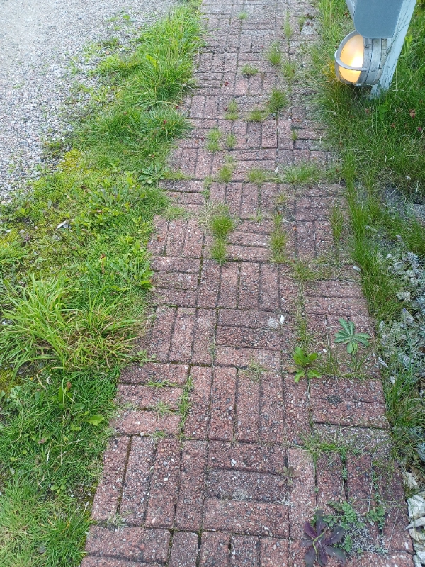 Ukrudt og græsslåning