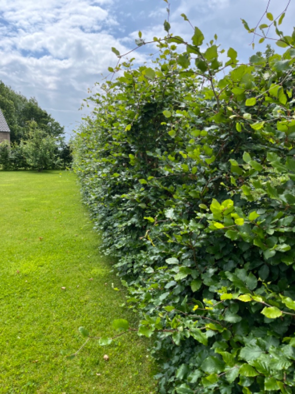 Hækklipning af 50 m bøgehæk