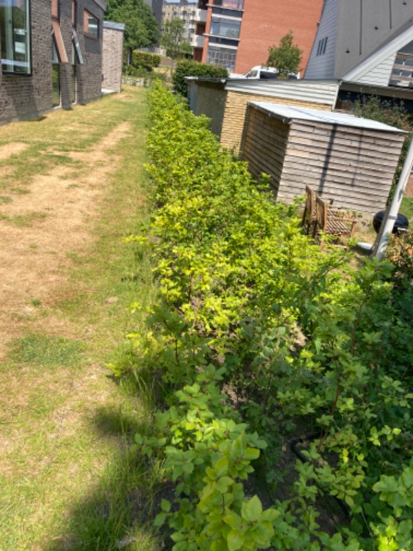 Lugning af bøgehæk