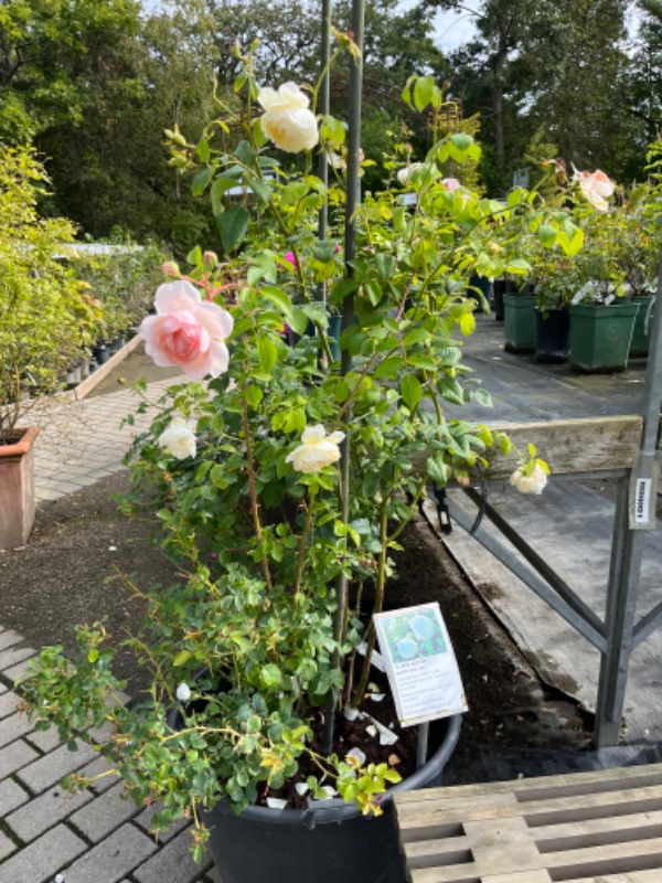 Luget ukrudt langs hegn