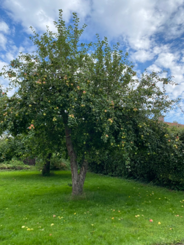Beskæring af frugttræer og hæk