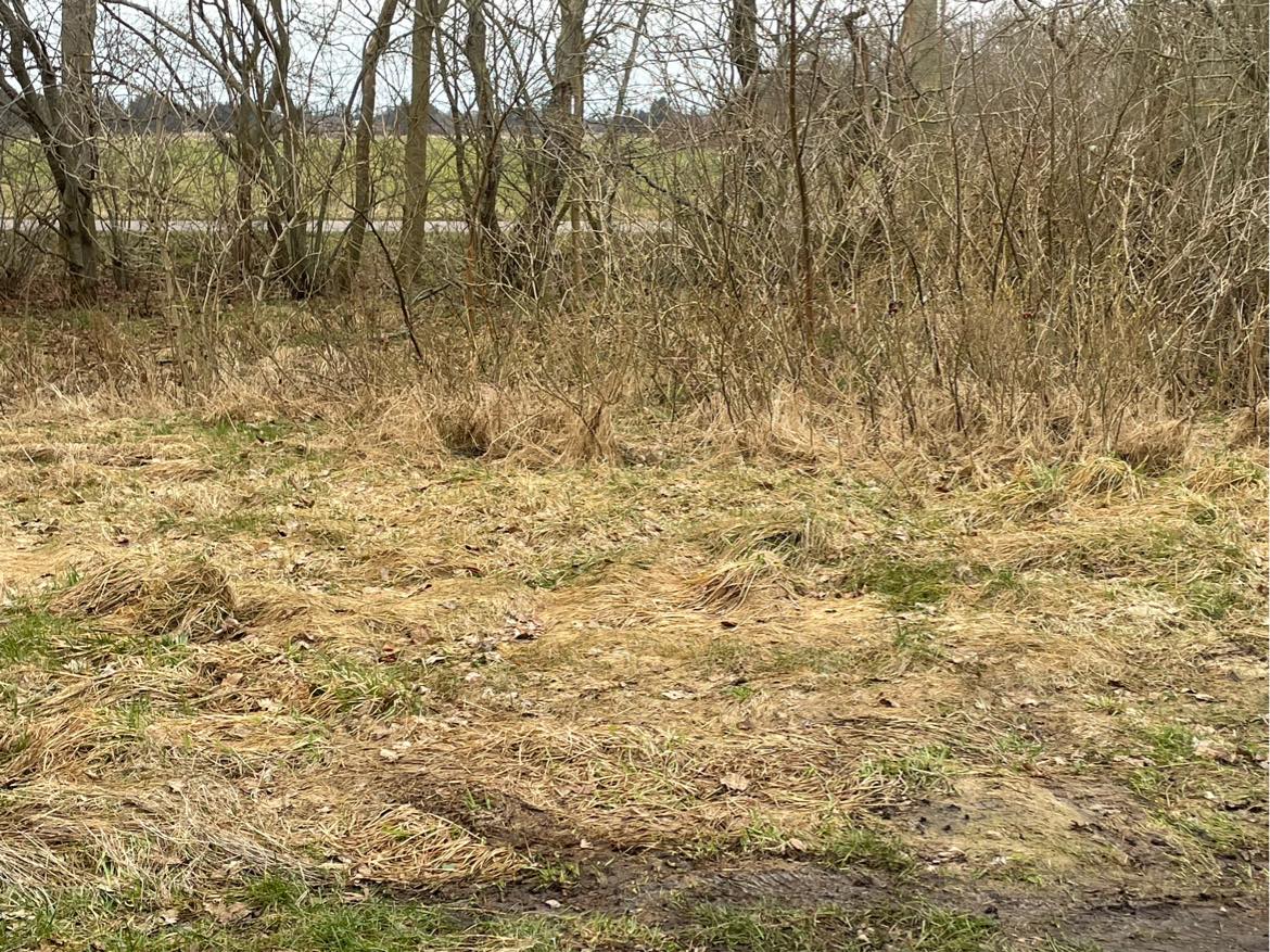 Klippet / beskåret tilgroet grund ifm salg