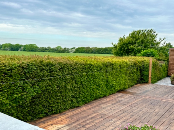 Klipning og fjernelse af hæk