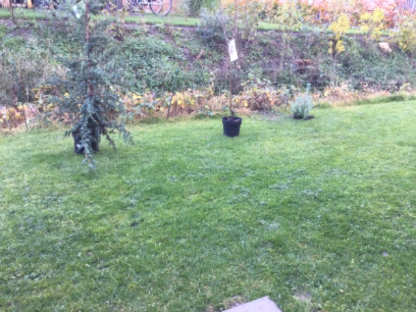 Plantet tre træer  og lidt buske og bortskaffe det gamle jord fra hullerne