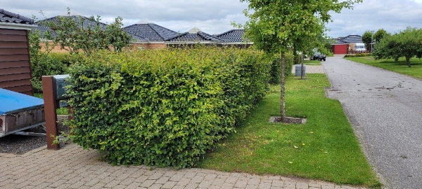 Klipning af bøgehæk