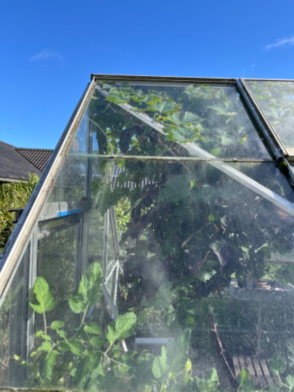 Nye glas i et drivhus