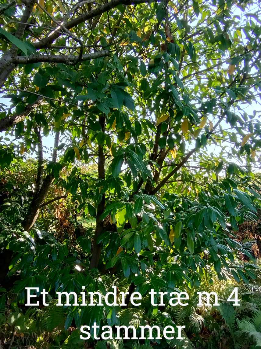 Beskære kirsebærtræ og fjerne mindre træ med 4 mindre stammer/grene