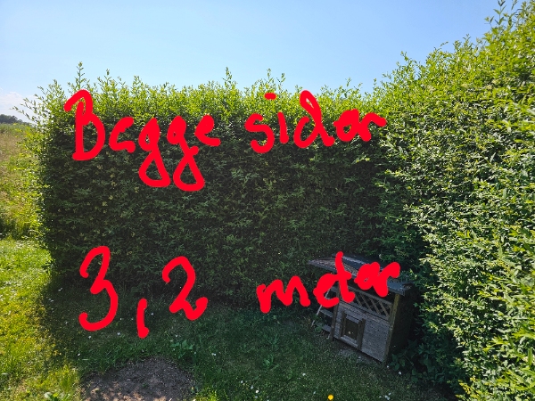 Hækklipning og affaldsfjernelse