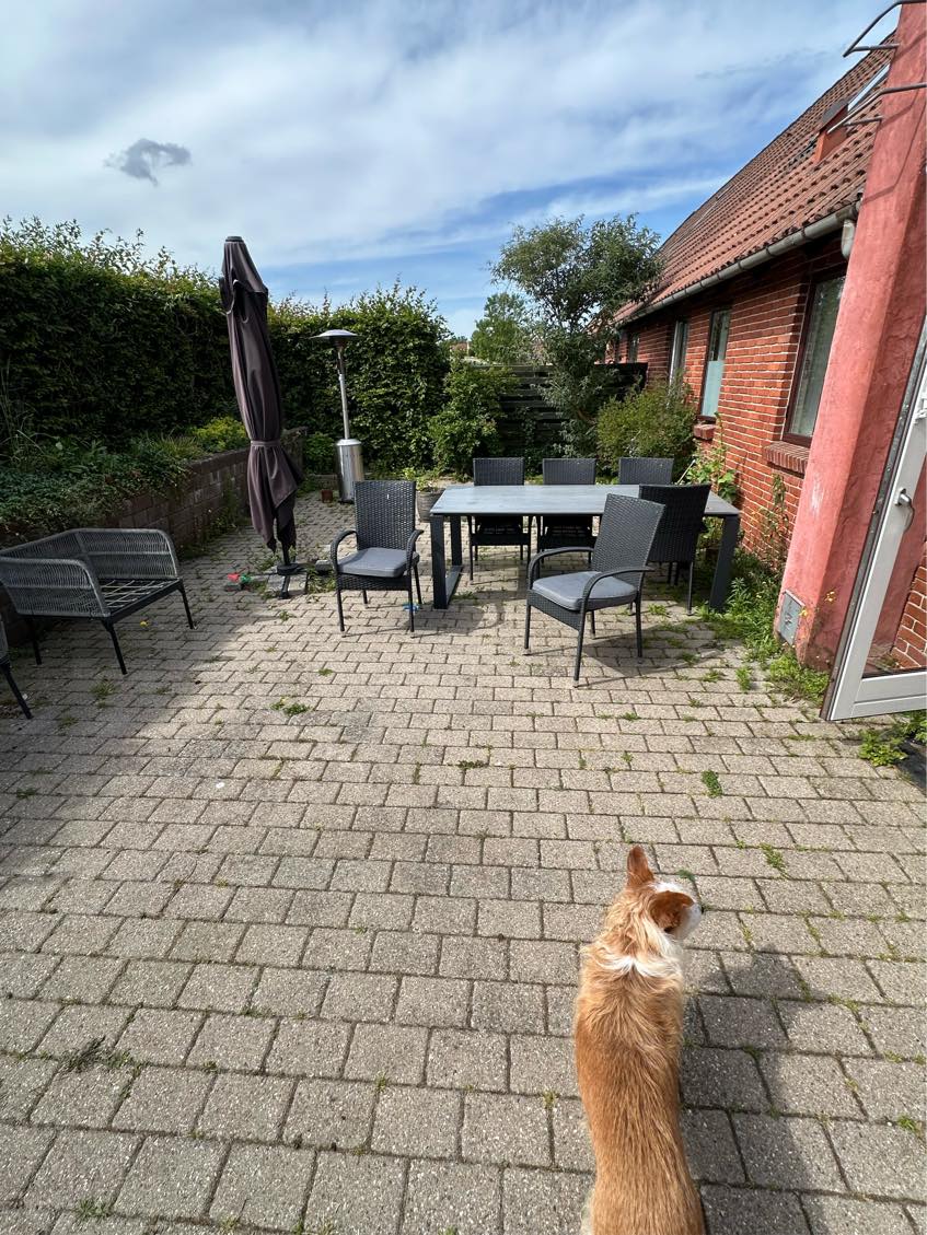 Fjernelse af ukrudt langs husmur osv samt mellem fliserne